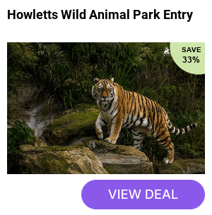 Save 32% on day admission to Howletts Wild Animal Park in Kent - home to one of the largest collections of gorillas in the UK, plus snow leopards, African elephants, tigers, wolves, and hundreds more species across 100 acres. Run by the Howletts Wild Animal Trust, dedicated to conservation and breeding endangered species