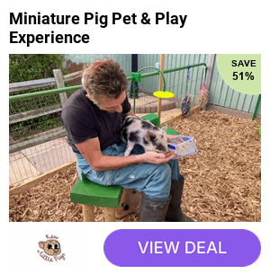Save 47% on a hands-on piggy playtime at award-winning Kew Little Pigs Farm, where you can meet miniature pigs, enjoy interactive farm fun, and explore friendly farmyard animals – Old Amersham Farm, Buckinghamshire.