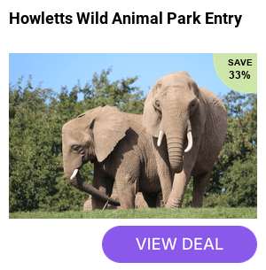Save 32% on day admission to Howletts Wild Animal Park in Kent - home to one of the largest collections of gorillas in the UK, plus snow leopards, African elephants, tigers, wolves, and hundreds more species across 100 acres. Run by the Howletts Wild Animal Trust, dedicated to conservation and breeding endangered species