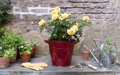 Heimat fürs Grün. Hochwertige Pflanzgefäße