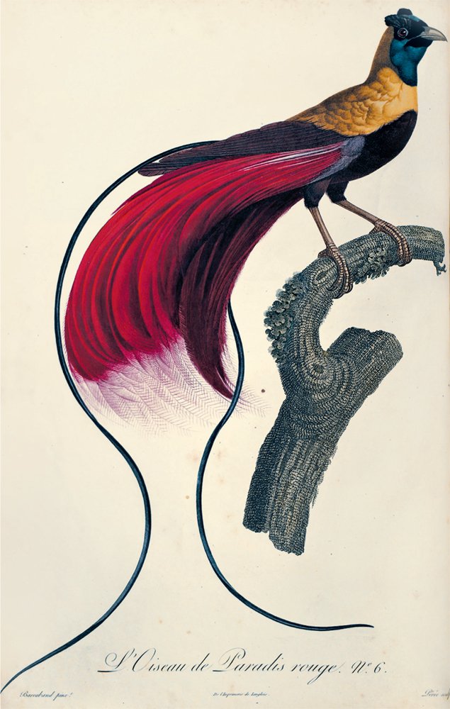 Levaillant