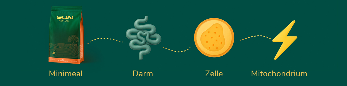 Der entscheidende Vorteil liegt in der hohen Bioverfügbarkeit