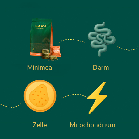 Der entscheidende Vorteil liegt in der hohen Bioverfügbarkeit