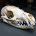@possum_skull avatar