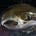 @woodchuck_skull avatar