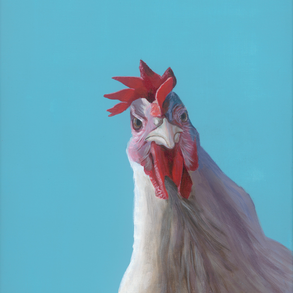 Tyúk akril festmény művészeti nyomat 