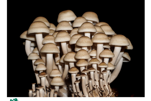 Shimeji gomba termőblokk (barna,fehér)