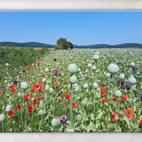 Életfa mákmezőn: bőség, szerencse, természet, élet - vászonkép