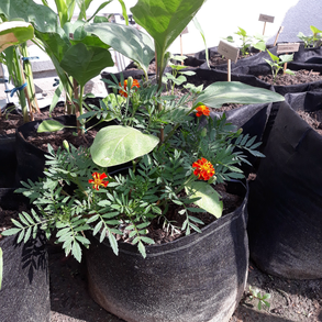 Ültető zsák /35 cm átmérőjű, 55 cm magas/ burgonya és zöldségek termesztéséhez  