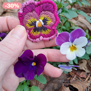 Kézzel hímzett árvácska bross 