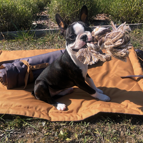 Vállra akasztható kutya pokróc (M méret) (arany-szürke)