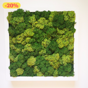 27x27 cm vegyes zuzmókép - valódi izlandi zuzmóval