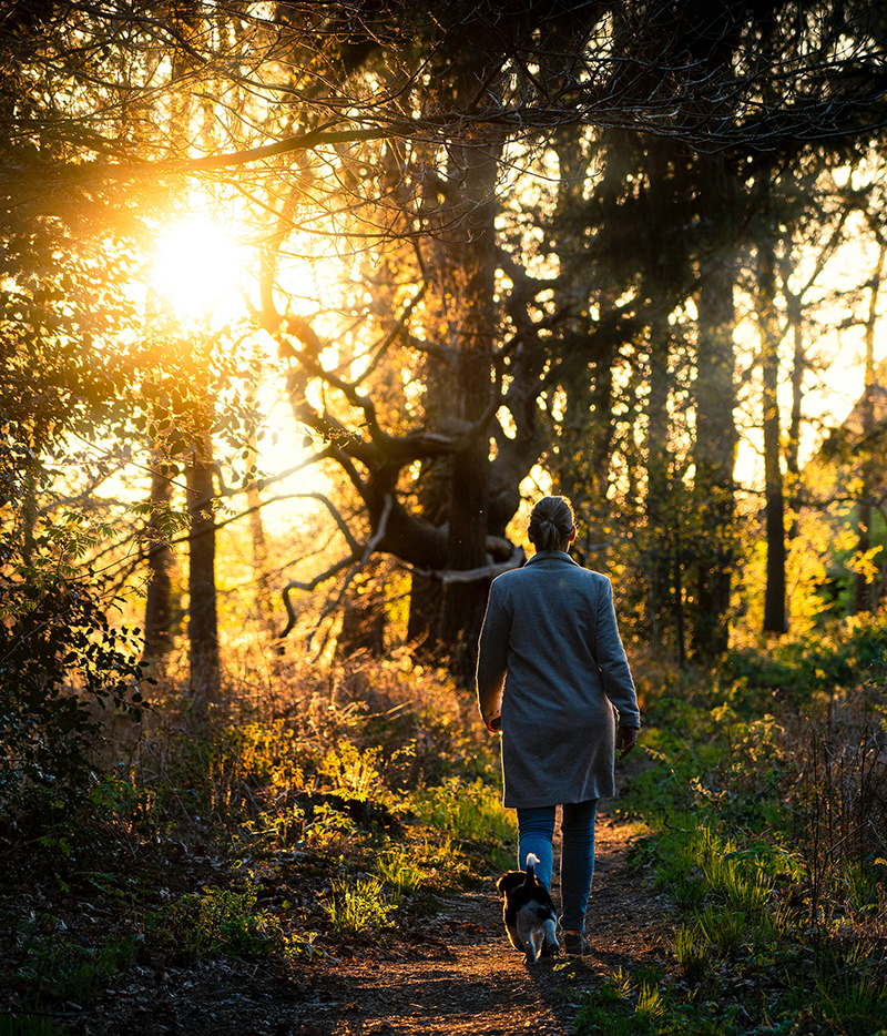 En vacker kvällspromenad med hund i solen