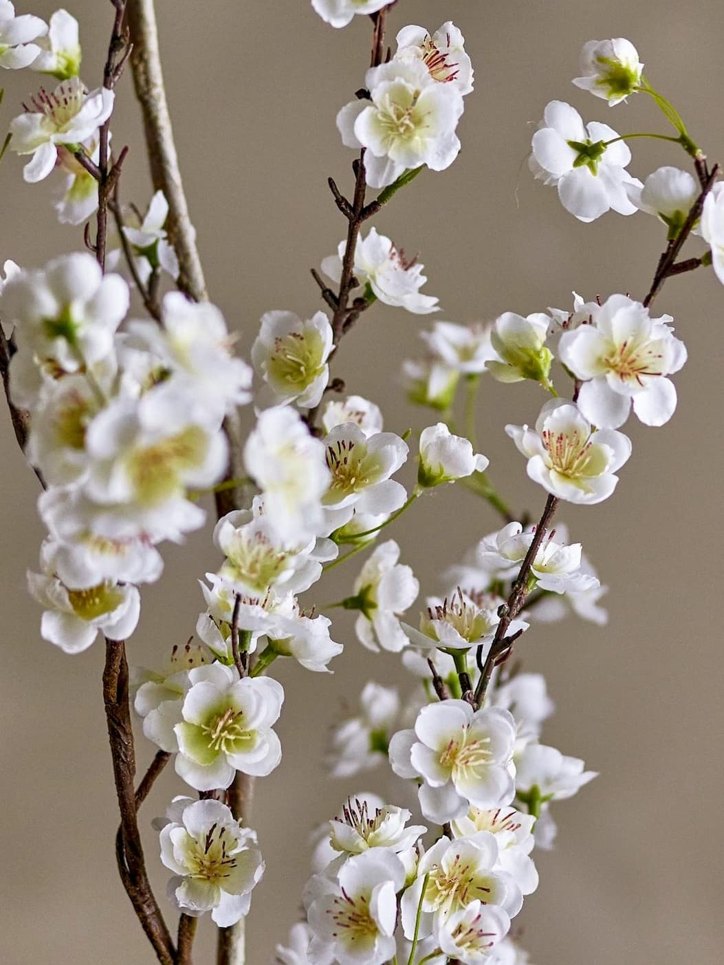 Evighetsblomster og buketter