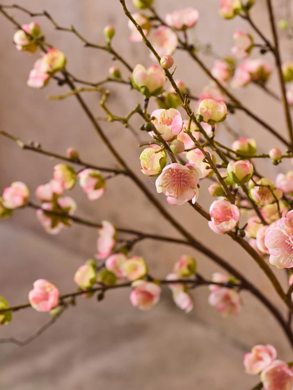 Evighetsblomster og buketter