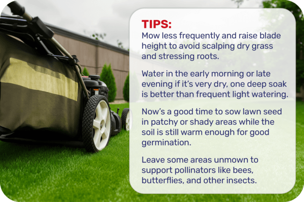 Caring for your Lawn