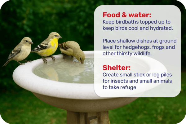 Protecting Garden Wildlife