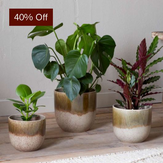 Almeida Reactive Glaze Plant Pot