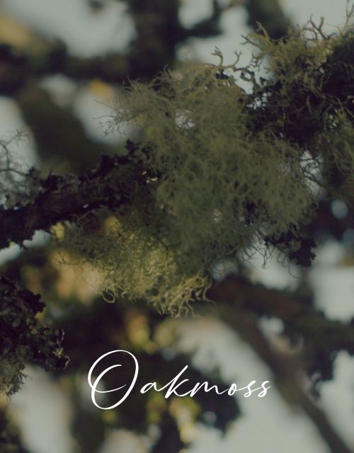 Oakmoss