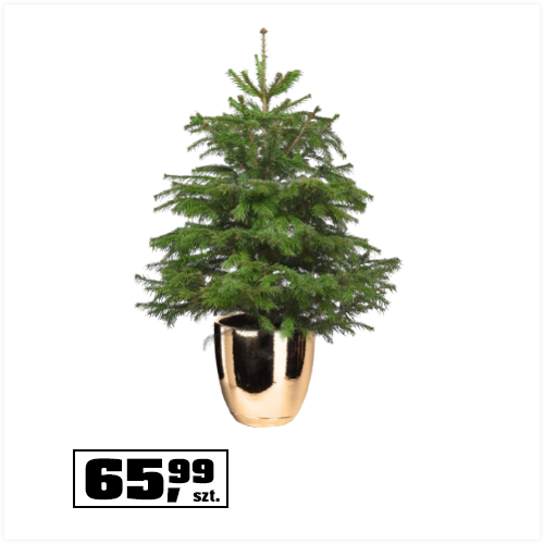 Jodła kaukaska, ukorzeniona