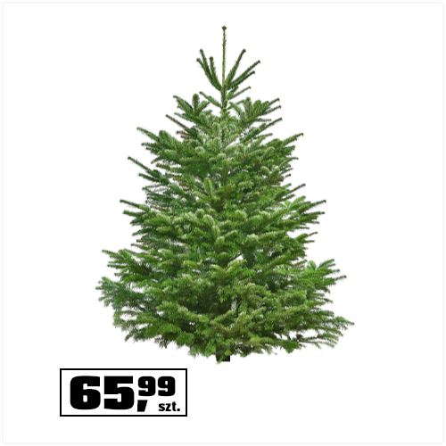 Jodła kaukaska, cięta