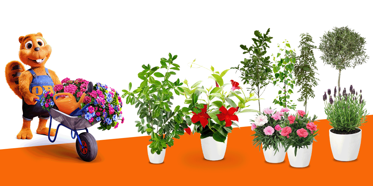 Rośliny w hitowych cenach!