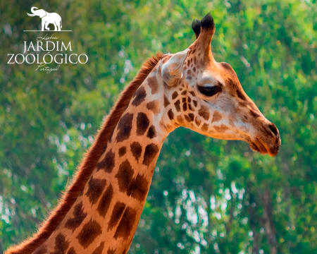 Jardim Zoológico | Descubra o Reino Animal em Família!