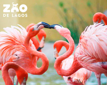 Zoo de Lagos | Aberto Todo o Ano!