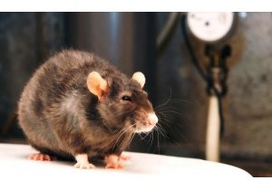 zwalczanie szczurów, co na szczury