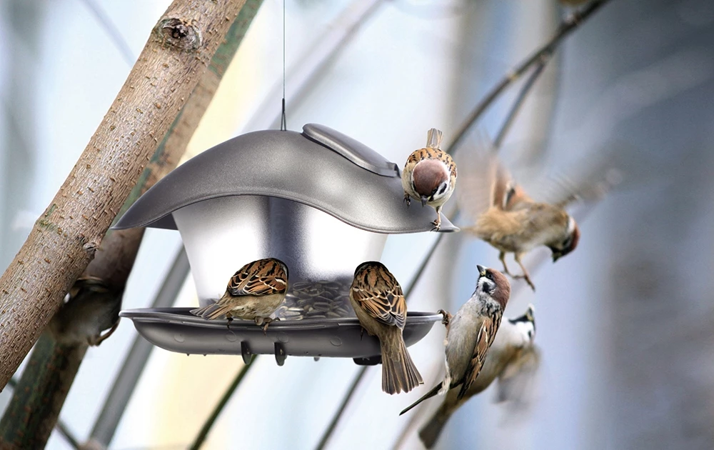 dokarmianie ptaków ziarno