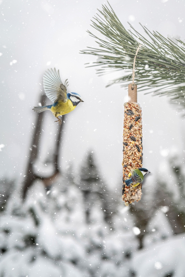 kule tłuszczowe dla ptaków na zimę dokarmianie