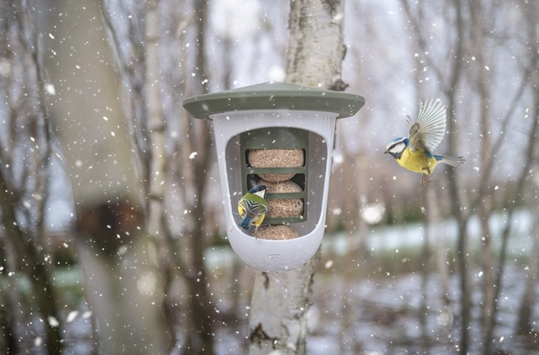 kule tłuszczowe dla ptaków na zimę dokarmianie