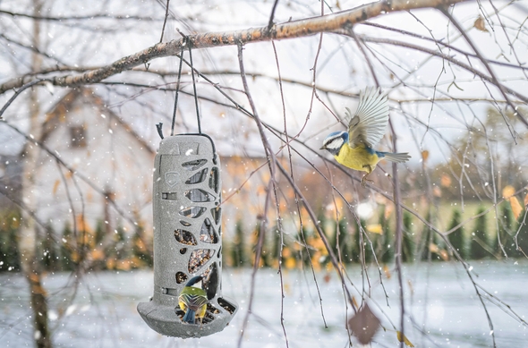 kule tłuszczowe dla ptaków na zimę dokarmianie