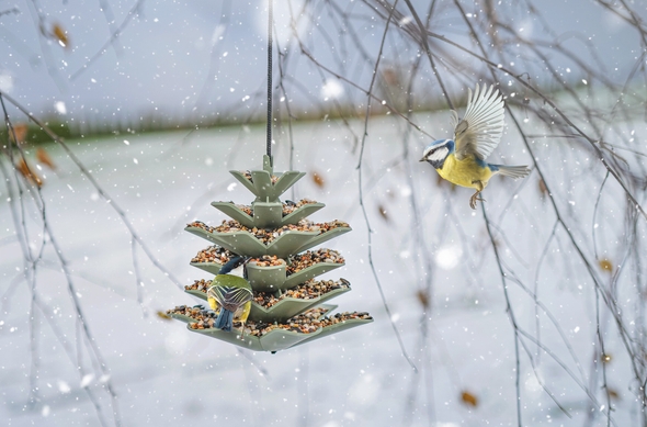 kule tłuszczowe dla ptaków na zimę dokarmianie
