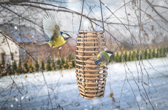 ziarno pokarm na zimę dla ptaków zimujących