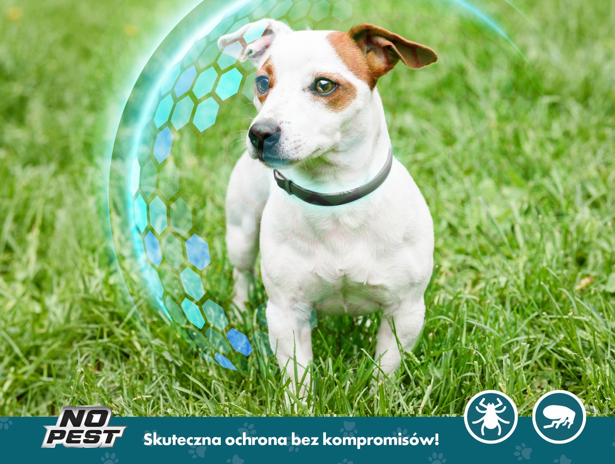 ochrona dla psów na kleszcze, co na kleszcze dla psów