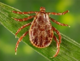 odstraszanie kleszczy, co na kleszcze, ugryzienie kleszcza