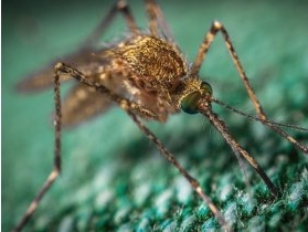 co na komary, komary odstraszanie, jak ochronić się przed komarami