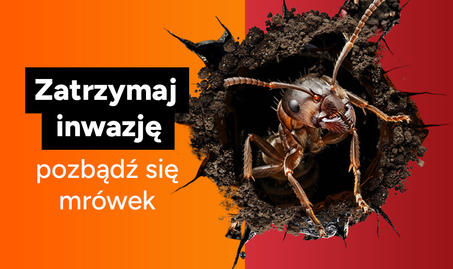 środki na mrówki