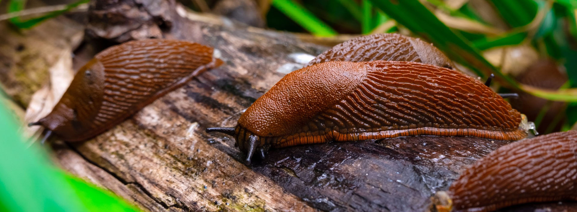 bioplantella nazowy, naturalne nawozy, organiczne nawozy, nawozy dla roślin