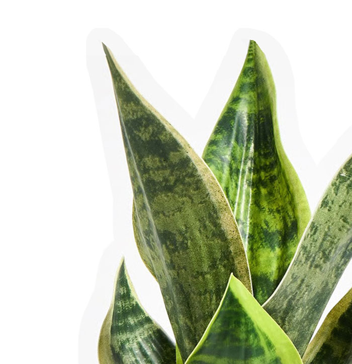 Punta Orange Ceramic Plant Pot