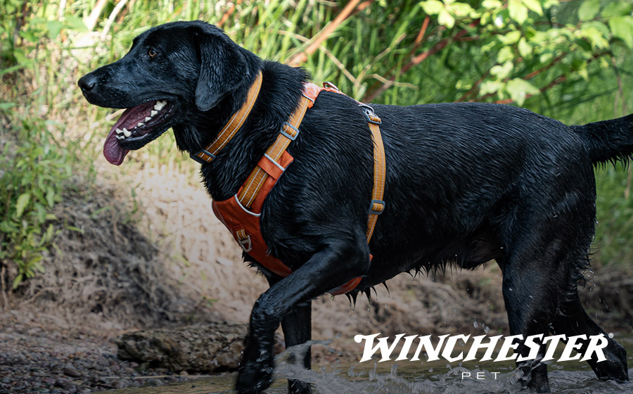 Winchester Pet Gear