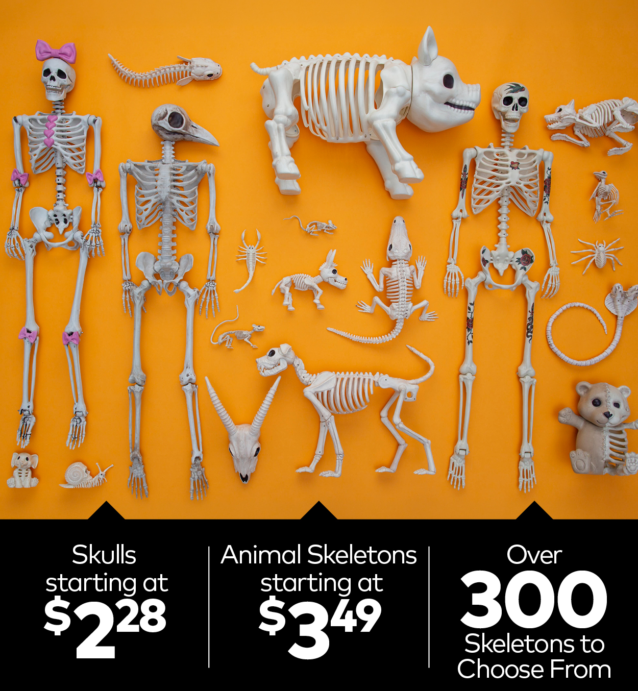 Skeleton