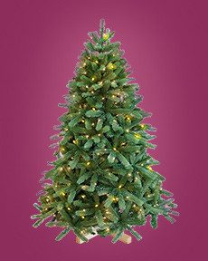 Grüner Weihnachtsbaum mit Lichtern auf lila Hintergrund.