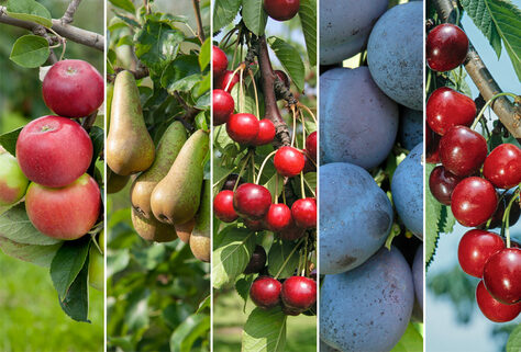 Set van 3 of 5 XXL fruitbomen