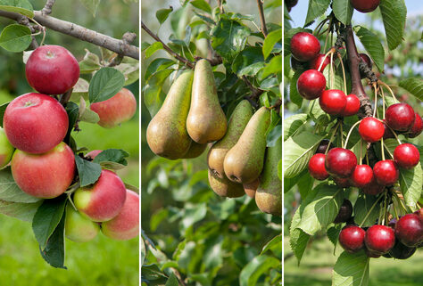 Set mit 3 winterharten XXL-Obstb&auml;umen