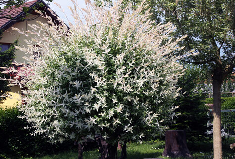 1, 2 oder 4 XXL Flamingo-Weiden