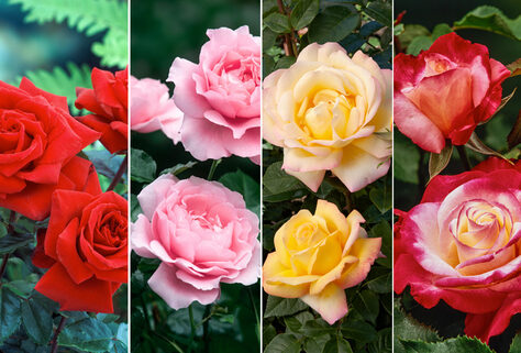 Set mit 4 duftenden, gro&szlig;bl&uuml;tigen Rosen