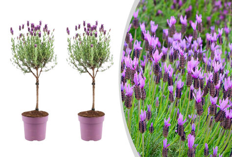 Set mit 2 Lavendelb&auml;umen auf Stiel