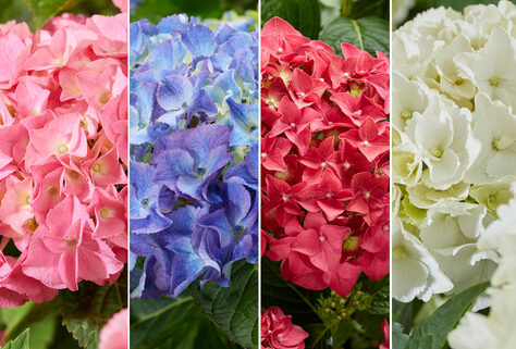 Satz von 2 oder 4 Hortensien